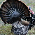 What Turkey Hunters Want to Know Day 1: How to Learn to Hunt Turkeys