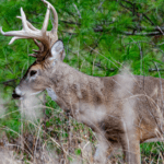 How to Think Like a Buck Deer Day 1: Know the Field Deer’s Mindset