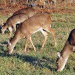 Learn about Deer on Green Fields Day 2: Don’t Shoot Green Field Does