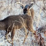Tactics to Hunt Deer Better Day 2: Understand Deer Sign