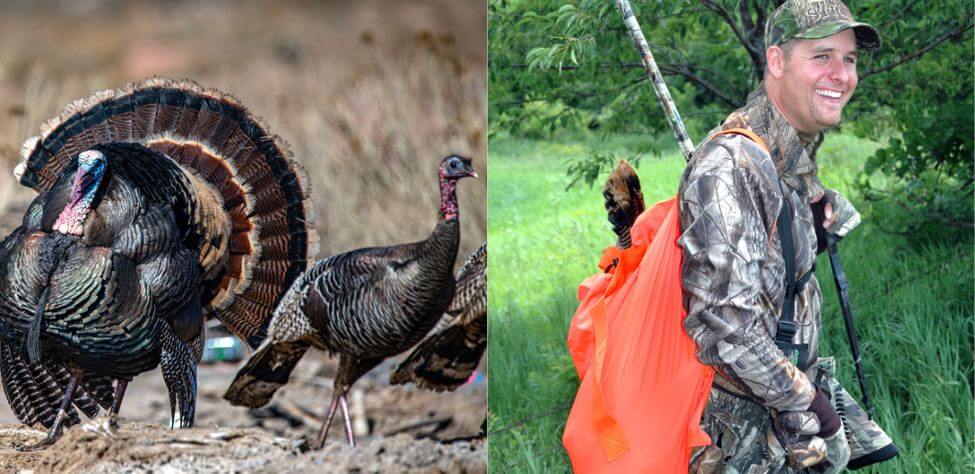 Turkey and turkey hunter