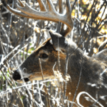 How to Think Like a Buck Deer Day 2: Hunt Honey Hole Deer