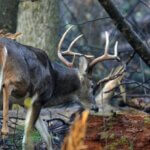 How to Think Like a Buck Deer Day 3: Use Apps and Maps to Hunt Deer