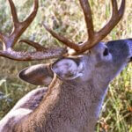Tactics to Hunt Deer Better Day 3: Identify How Fresh Deer Sign Is