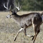 Tactics to Hunt Deer Better Day 4: Know the Wind’s Direction to Hunt Deer