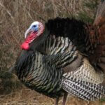 What Turkey Hunters Want to Know Day 4: What Chokes, Ammo and Set-Ups Take Turkeys