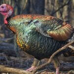 What Turkey Hunters Want to Know Day 5: How to Take a Non Gobbling Turkey