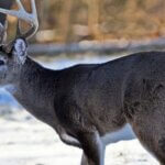 Tactics to Hunt Deer Better Day 5: Eliminate Non-Deer Areas