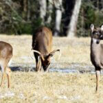 How to Think Like a Buck Deer Day 5: Understand Using Live Deer as Decoys