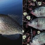 How to Fish for Shoreline Crappie Day 1: Where Crappie Always Show Up