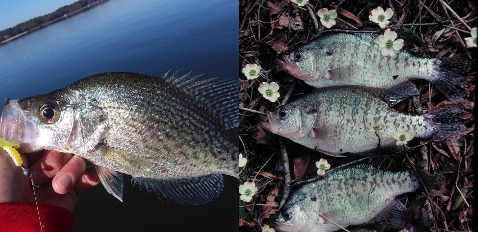 How to Fish for Shoreline Crappie Day 1: Where Crappie Always Show