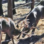 Why Bucks Fight Day 1: A Locked Antler Deer Fight