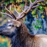 5 Reasons Hunters Don’t Take Elk Day 1: Not Entering the Elk Lottery Early