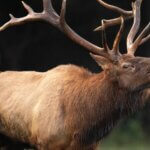 5 Reasons Hunters Don’t Take Elk Day 2: Not Preparing Your Elk Equipment