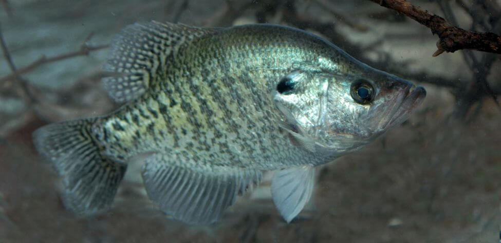 How to Fish for Shoreline Crappie Day 1: Where Crappie Always Show