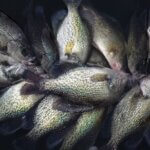 How to Fish for Shoreline Crappie Day 2: How to Find Small Water Crappie  