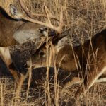 Why Bucks Fight Day 2: Prerut Deer Fights