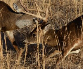 Deer fight