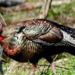 More Questions about Hunting Turkeys Day 3: How to Call Turkeys in Different Situations