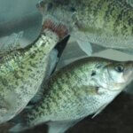 How to Fish for Shoreline Crappie Day 3: How to Locate Government Crappie