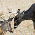 Why Bucks Fight Day 3: More About Prerut Deer Fights