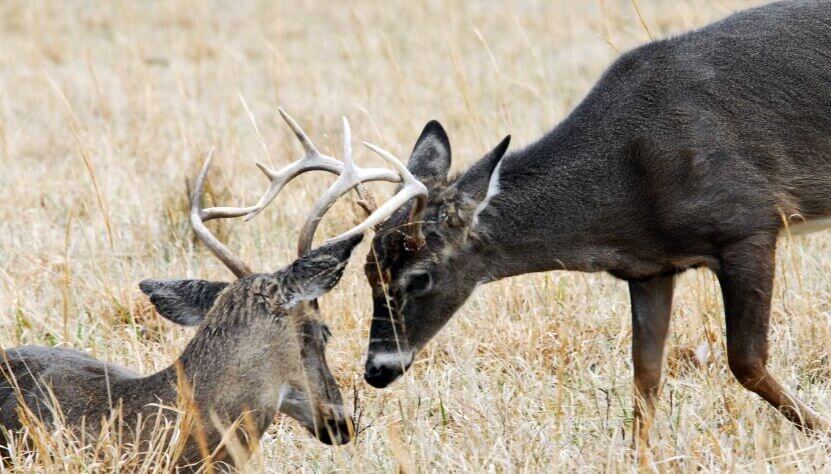 Deer fight