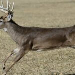 Why Bucks Fight Day 5: Deer Death Fights and Rattling Antlers