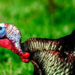 Successfully Turkey Hunting Public Lands Day 1: Why Hunt Public Lands for Turkeys
