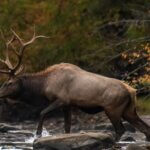 More Reasons Hunters Don’t Take Elk Day 2: Hunters Haven’t Studied Their Elk Units