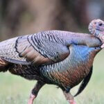 Successfully Turkey Hunting Public Lands Day 2: How to Hunt Public Land Turkeys