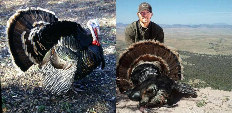 Turkey and turkey hunter with his trophy