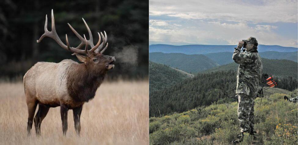 Elk and elk hunter with binoculars