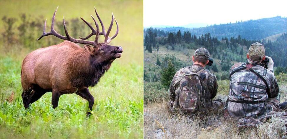 Elk and elk hunters