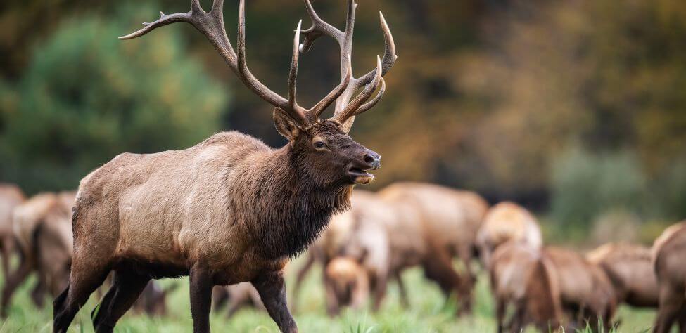 More Reasons Hunters Don T Take Elk Day 5 Hunters Don T Learn Elk