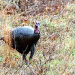 Turkey Hunt the Same Properties Yearly Day 1: Understand about Hunting Turkeys