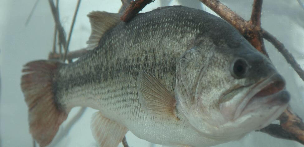 Hank Parker Bass Fishes Farm Ponds Day 2: Bass Fishing a Mossy