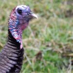 Turkey Hunt the Same Properties Yearly Day 3: Locate Turkeys Without Scouting