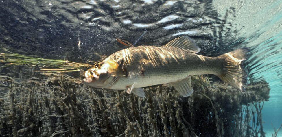 I CAUGHT GIANT BASS IN $100,000,000 NEIGHBORHOOD POND! 