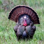 Solve Late Season Turkey Hunting Problems Day 1: Take High Pressured Turkeys