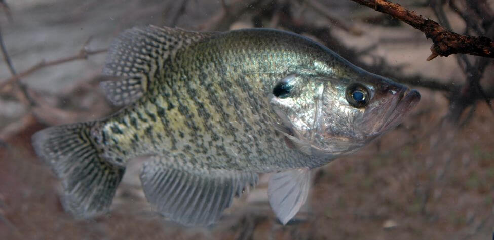 Crappie fishing a New lake. 