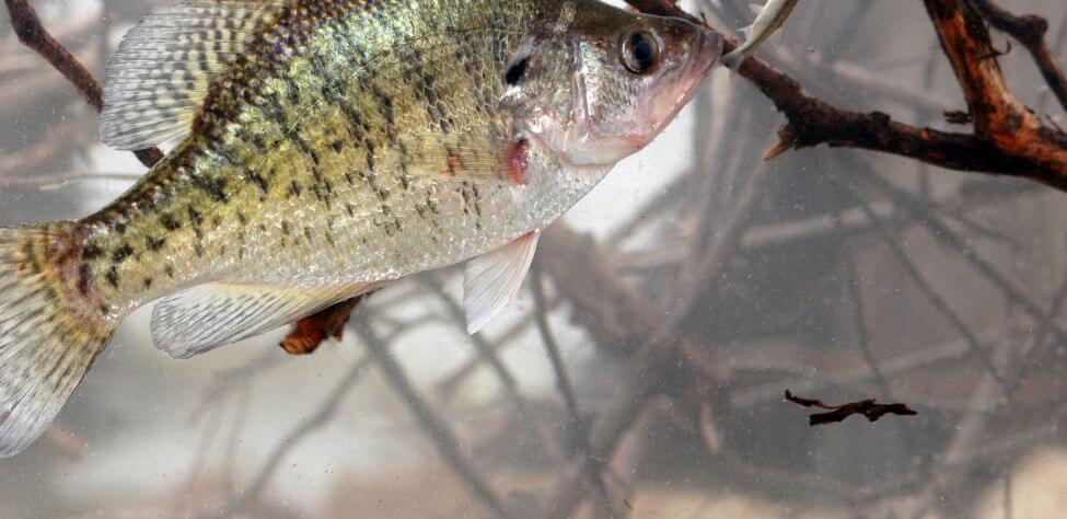How to Find Crappie on a New Lake Day 1: Locate Crappie on a New