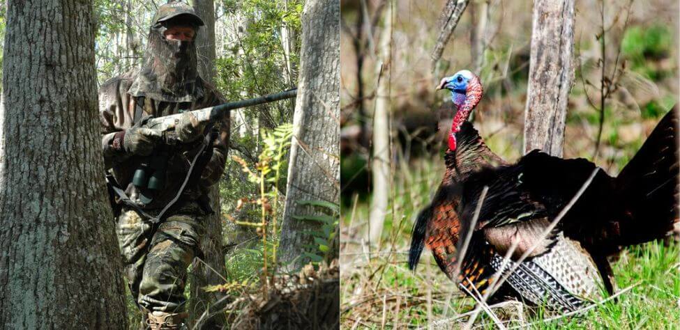 Rifle turkey hunter and wild turkey