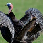 The Master Public Land Turkey Hunter Day 2: How to Hunt Public Land Turkeys