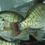 How to Find Crappie on a New Lake Day 2: Talk to Fisheries Biologists to Find Crappie