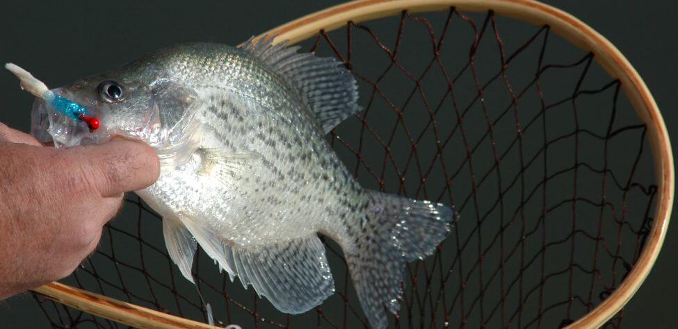 How to Catch Summer Crappie with Ronnie Capps - John In The WildJohn In The  Wild