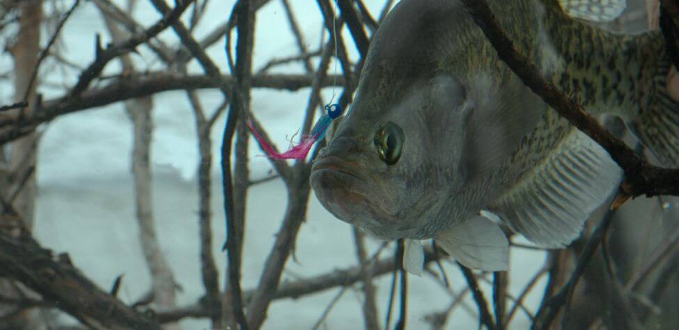 How to Find Crappie on a New Lake Day 3: Map Crappie to Catch Them - John  In The WildJohn In The Wild