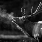 Outdoorsman Eddie Salter Loves Hunting Elk Day 3: Eddie Salter Turkey Hunts Elk 