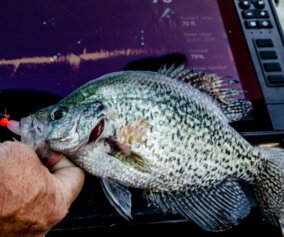 Hooked bass and a depth finder