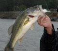 Gary Klein with a trophy bass