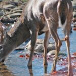 Stalking Trails and Trail Cameras for More Deer Day 2: Install Deer Stalking Lanes